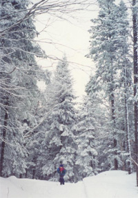 Skiing in the Parc du Mont Tremblant, Québec